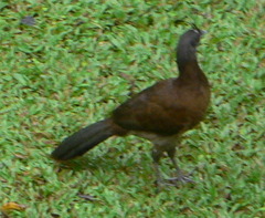 Gray-headed Chachalaca